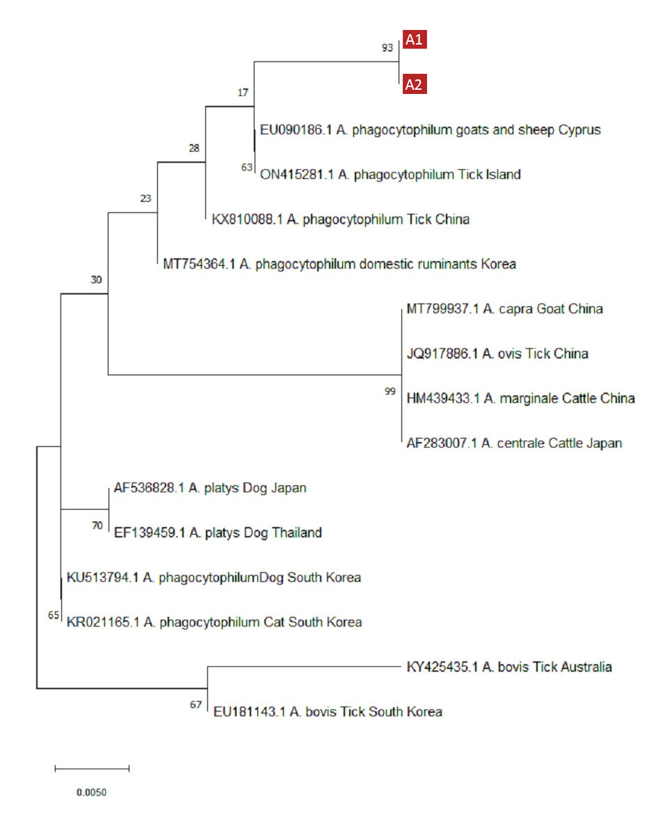 16S-rRNA-Anaplasma-spp.-Sequencing