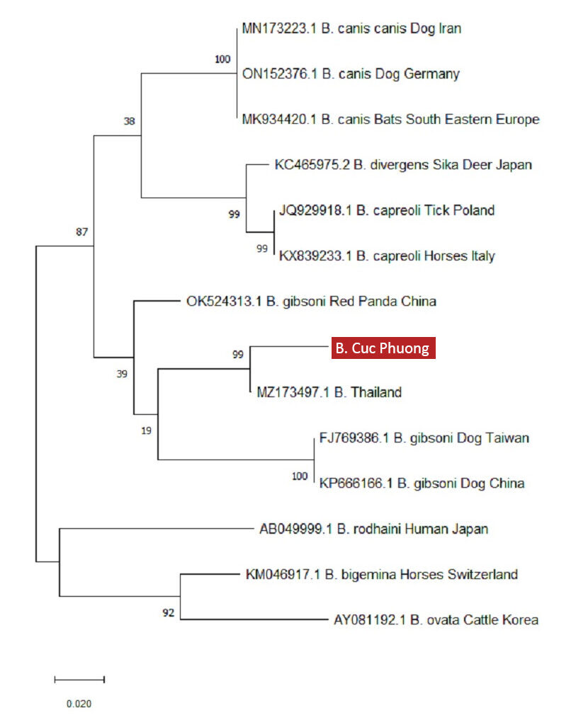 18S-rRNA-Babaesia-spp.-sequencing