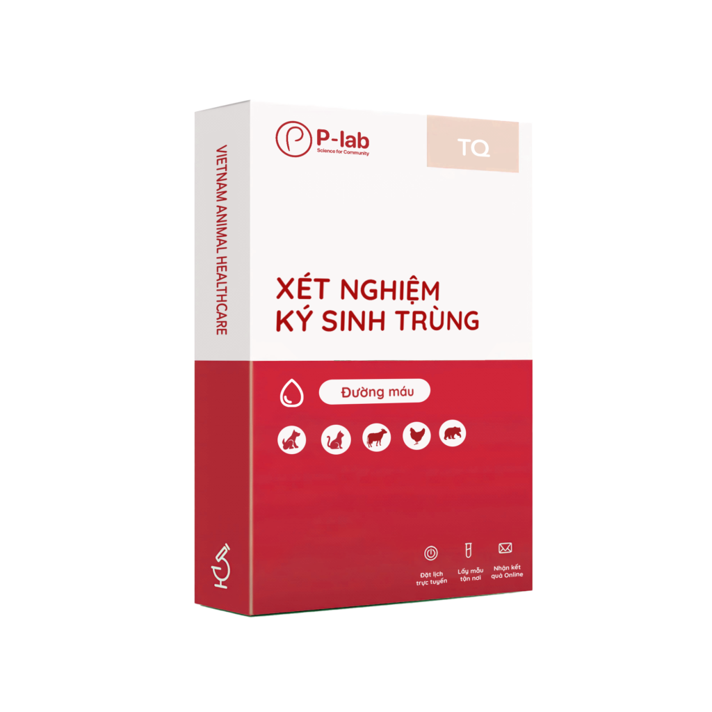 Xét nghiệm sàng lọc ký sinh trùng đường máu bằng tiêu bản nhuộm