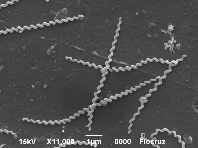 Vi khuẩn Leptospira dưới kính hiển vi điện tử