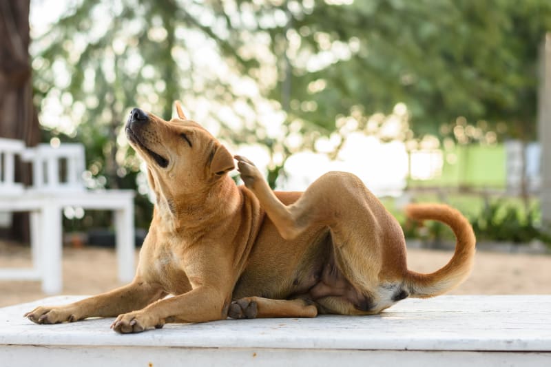 Dị ứng bọ chét ở chó