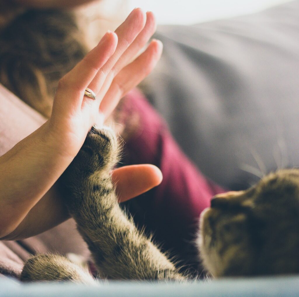 allergy in pets P-lab