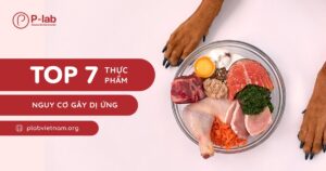 Top 7 thực phẩm chó cưng có nguy cơ bị dị ứng