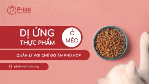 Dị ứng thực phẩm ở mèo: Quản lí với chế độ ăn phù hợp