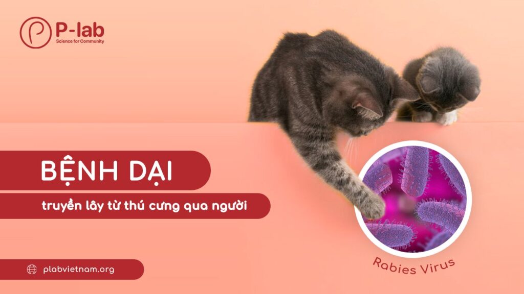 Bệnh dại truyền lây từ thú cưng qua người như thế nào? Bệnh dại truyền lây từ thú cưng qua người như thế nào?