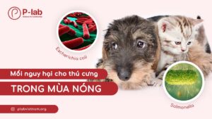 Vi khuẩn Salmonella và E. coli: mối nguy hại cho thú cưng trong mùa nóng