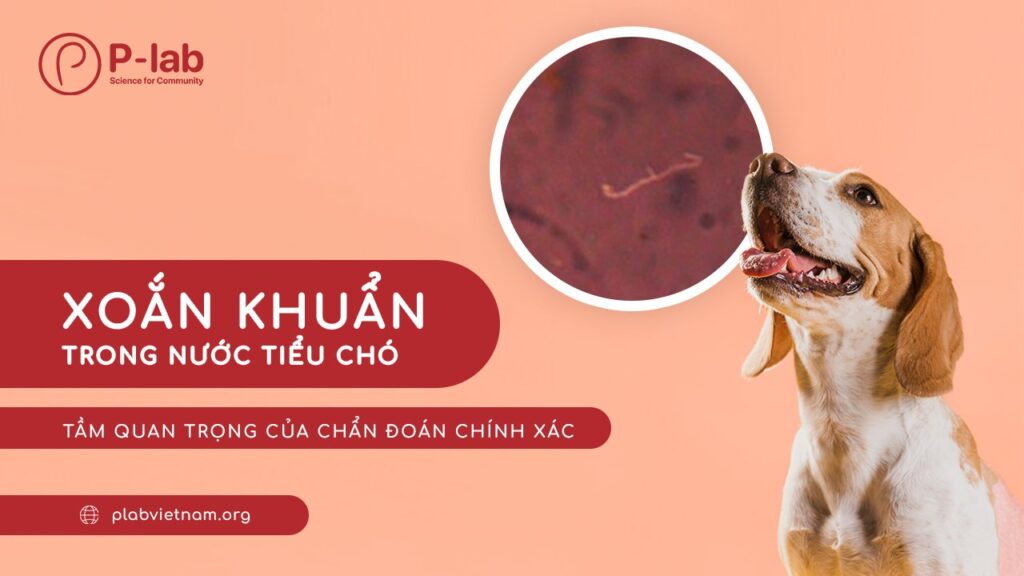 Xoắn khuẩn trong nước tiểu chó: tầm quan trọng của chẩn đoán chính xác Xoắn khuẩn trong nước tiểu chó: tầm quan trọng của chẩn đoán chính xác