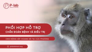Đội ngũ P-lab phối hợp hỗ trợ chẩn đoán bệnh và điều trị cho động vật hoang dã tại Cúc Phương